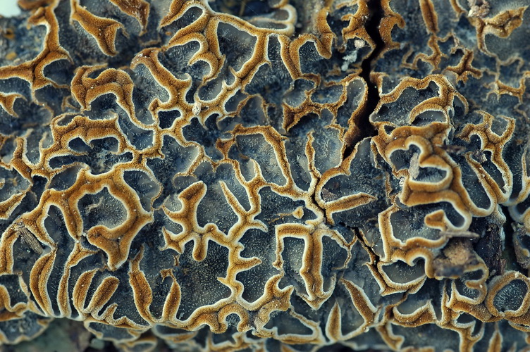 un rarissime cyphelloïde (Campylomyces heimii)
